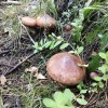 Suillus luteus